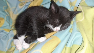 Katzenkinder