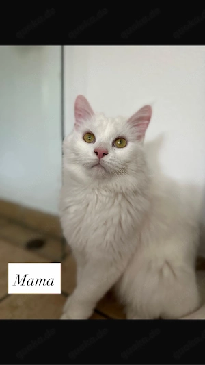 Maine-Coon-Bengal-Mischlingsmädchen 