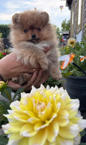 Pomeranian Zwergspitz Welpe Weibchen 