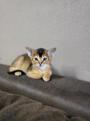 Abessinier Kitten mit Stammbaum   