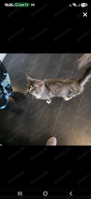 main coon  zu verkaufen