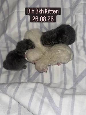 Bkh Blh Kitten