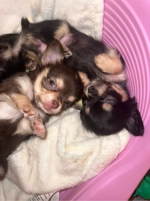 Langhaarige reinrassige Chihuahua-Welpen