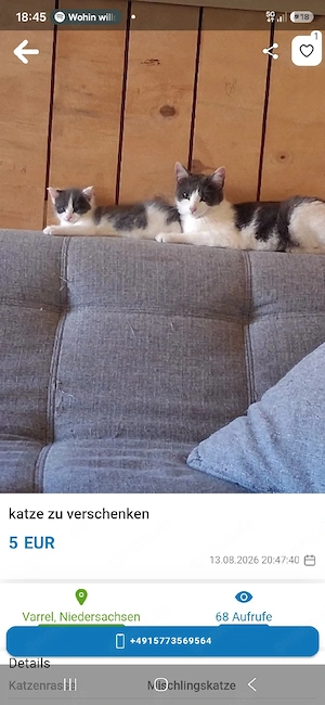 kitte zu  verkaufen 