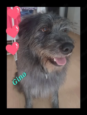 Gino sucht sein Glück 