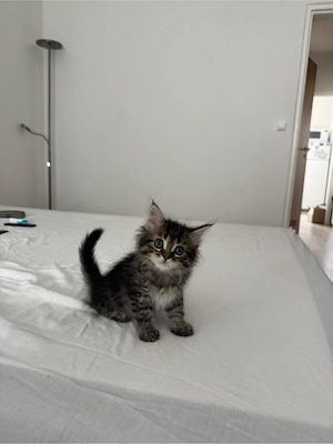 Wunderschöne Maine-Coon-Mix Kitten