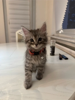 Wunderschöne Maine-Coon-Mix Kitten Bild 4