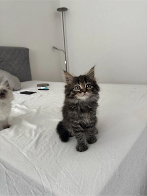 Wunderschöne Maine-Coon-Mix Kitten Bild 3