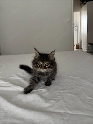 Wunderschöne Maine-Coon-Mix Kitten Bild 2