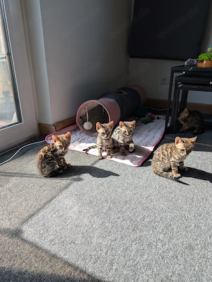 Wunderschöne Bengal Kitten mit Stammbaum Bild 6