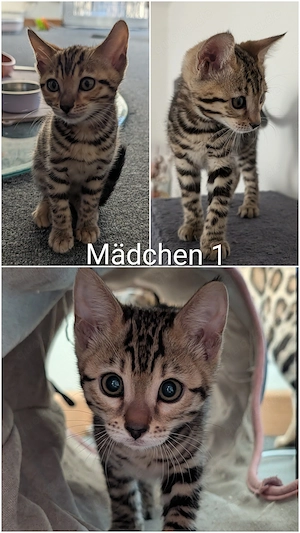 Wunderschöne Bengal Kitten mit Stammbaum Bild 4