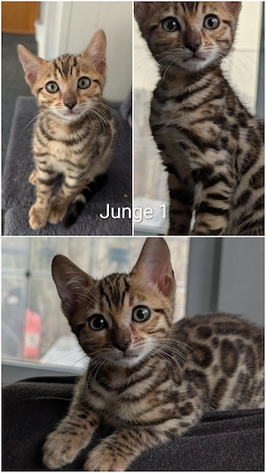 Wunderschöne Bengal Kitten mit Stammbaum Bild 2