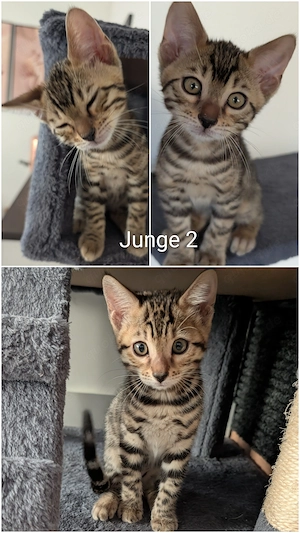 Wunderschöne Bengal Kitten mit Stammbaum Bild 3