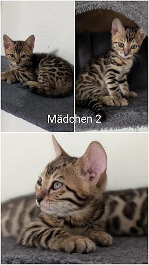 Wunderschöne Bengal Kitten mit Stammbaum Bild 5