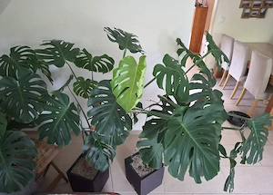 Monstera Deliciosa mit Topf