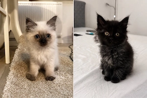 Wunderschöne Maine-Coon-Mix Kitten Bild 5