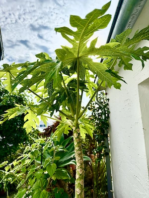 Große Papaya Pflanze