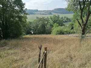 Großes sonniges Naturgrundstück bei Wilhermsdorf   Provisionsfrei! Bild 2