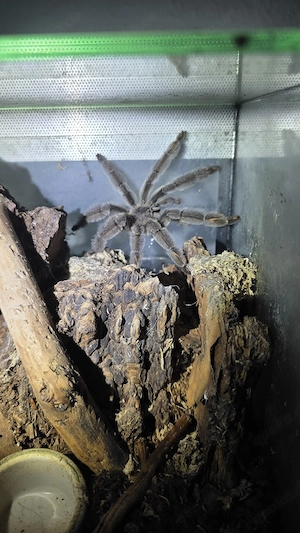 psalmopoeus irminia Vogelspinne mit terrarium 