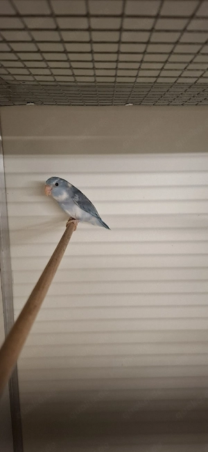 Blaugenick Sperlingpapagein 