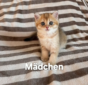 Wunderschöne BKH Kitten in der Farbe Gold Chinchilla 