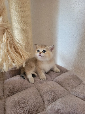 BKH Kitten 