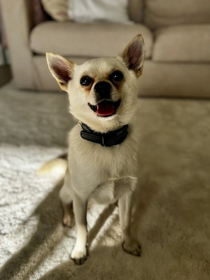 Charlie sucht ein liebevolles neues Zuhause 
