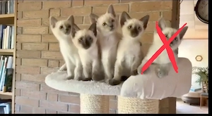 Kleine Siam-mix Kitten