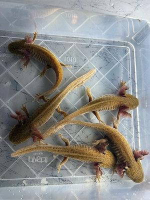 Axolotl Copper   BD negativ