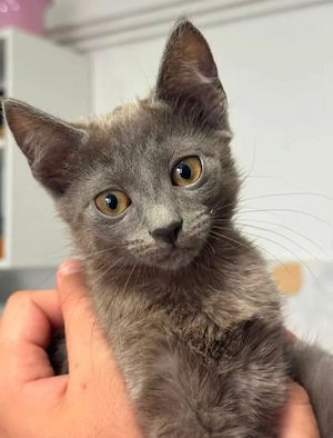 Candy Mini-Flauschi sucht spannende Familie mit Kumpel