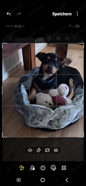 Chihuahua welpe 8 monate