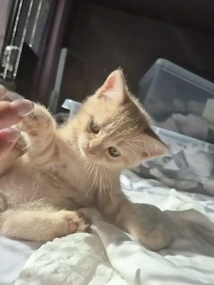 BKH Baby Katzen 