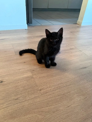 Bkh Kitten sucht noch ein Zuhause !! 