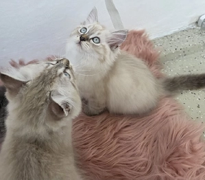 Wunderschönes Neva Masquerade (Sibirische Katze) Kätzchen sucht liebevolles Zuhause! Weibliche 