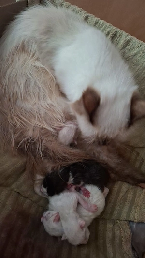 Heilige Birma Kitten mix