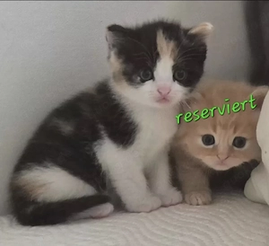 Bkh Kitten - ab sofort reservierbar - Britisch Kurzhaar Babykatzen