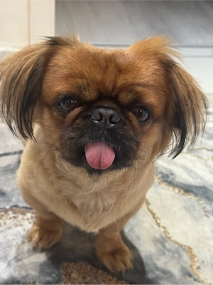 Pekingnese in gute hände abzugeben 