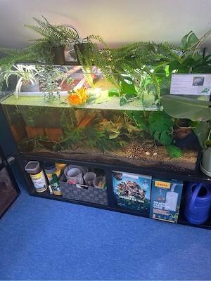 Moschusschildkröte mit Aquarium