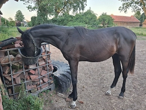 Hengst sucht zuhause 