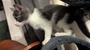 Kitten Katze BKH Kitten 