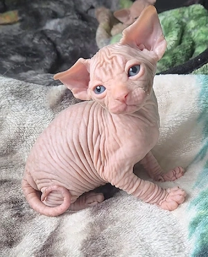 Kanadische Sphynx-Katze