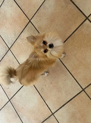 chihuahua hündin 