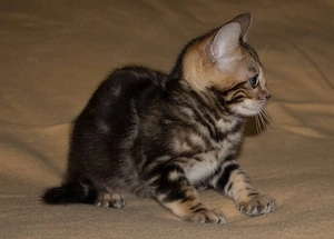 Reinrassige Bengal