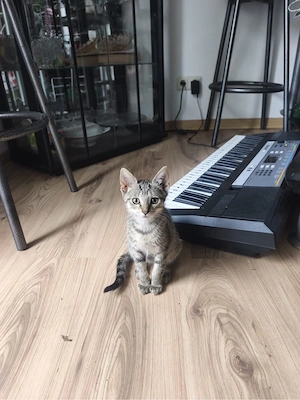 4 katzen suchen ein zuhause