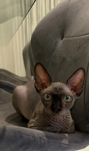 Canadian Sphynx schwarz 