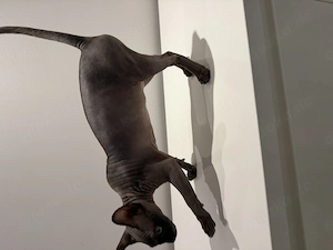Canadian Sphynx schwarz 