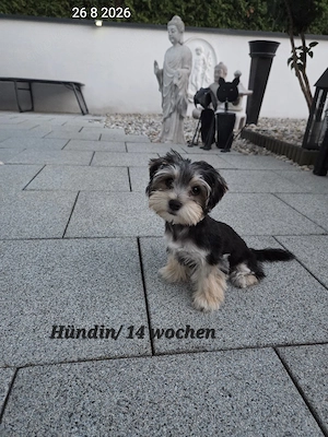 Morkie  Malteser-Yorkshire Hündin  Chip