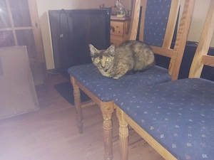 Katze weiblich 