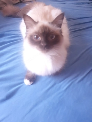 Heilige Birma Kitten mix