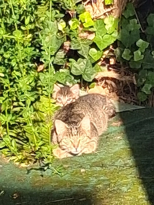 Mutterkatze mit Jungtier sucht Zuhause